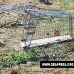 carrello spesa adattato a trappola per cinghiali