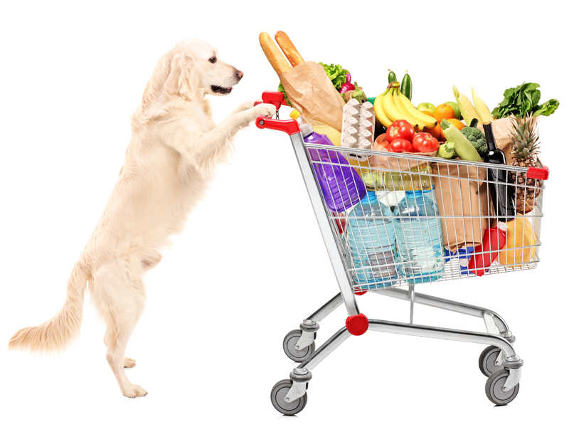 Как купить питомца и избежать мошенников: полезные советы Как купить питомца и избежать мошенников: полезные советы